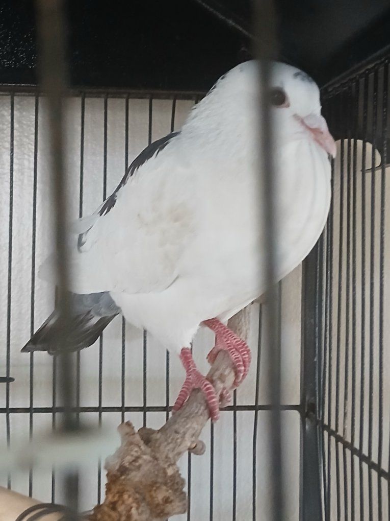 Pigeon for sale