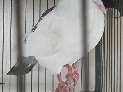 Pigeon for sale