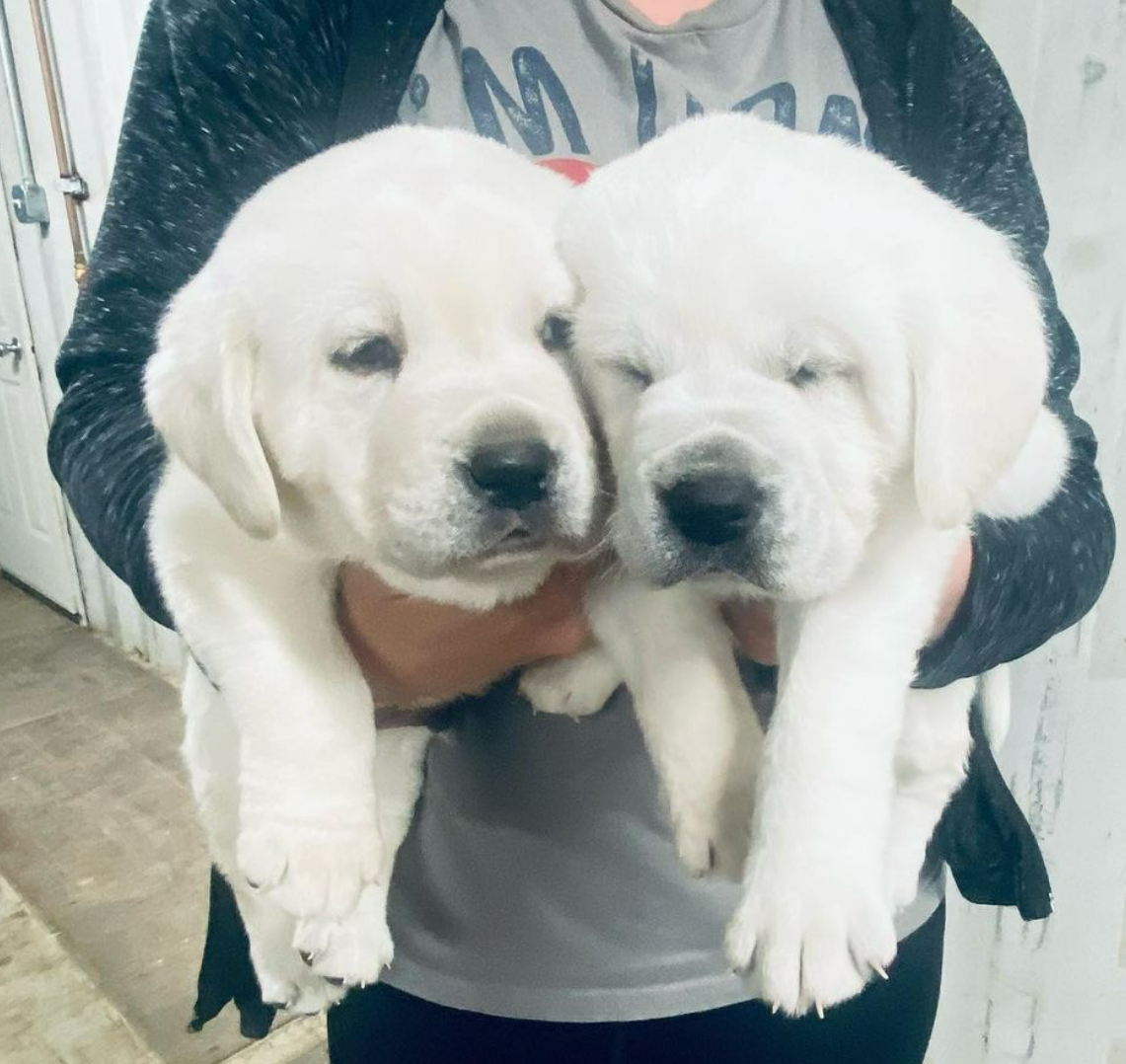 AKC ENGLISH WHITE LABRADOR PUPPIES
