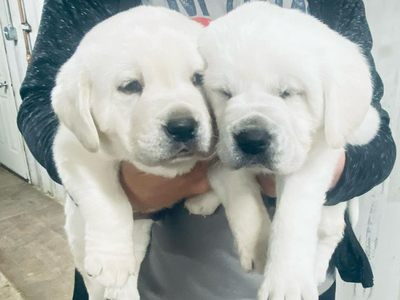 AKC ENGLISH WHITE LABRADOR PUPPIES