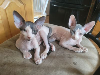 Sphynx kittens