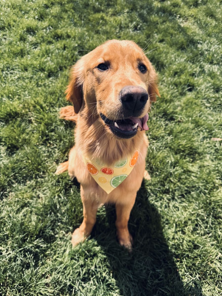 AKC Golden Retriever Male For Sale