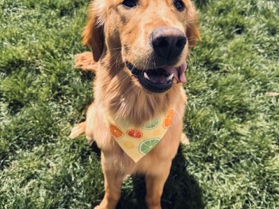 AKC Golden Retriever Male For Sale