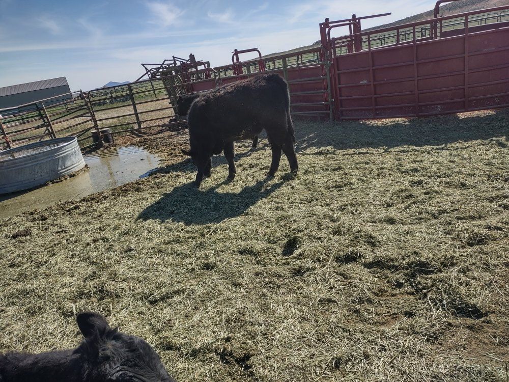 Black Angus Steers