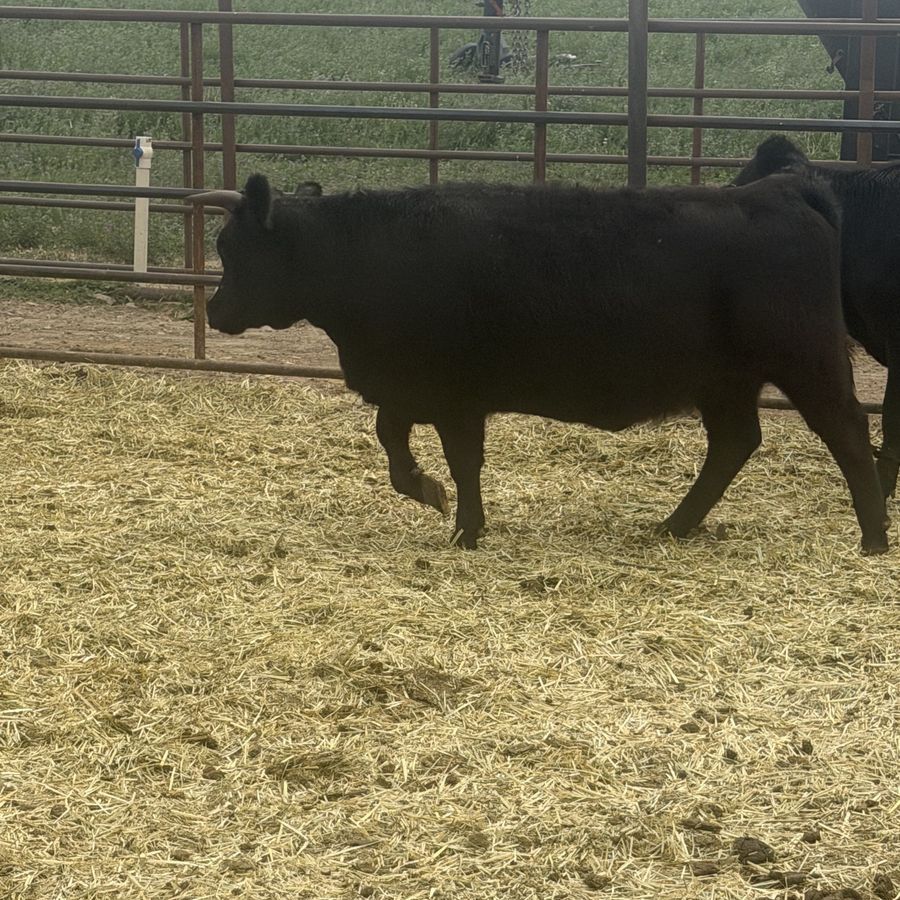 Mini heifer 