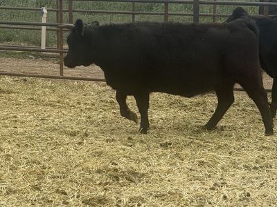 Mini heifer