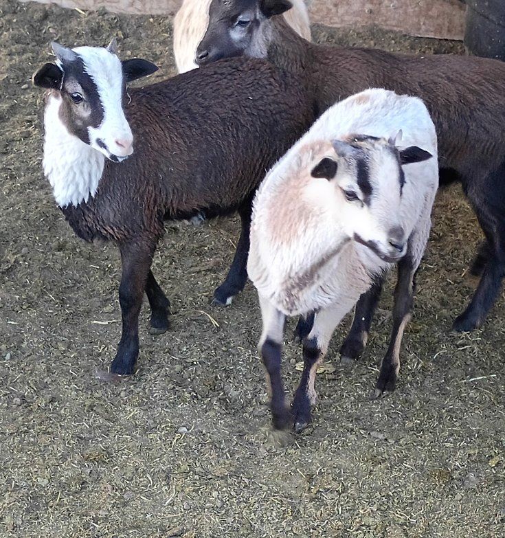 Barbados sheep/ Nigerian goats