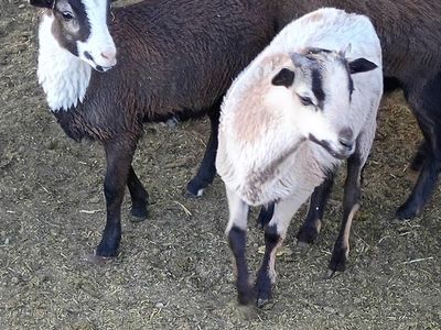 Barbados sheep/ Nigerian goats