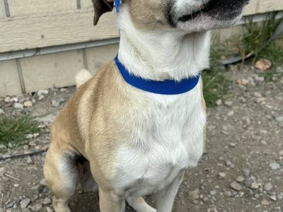 Franklin- Pug or Tiny Boxer?