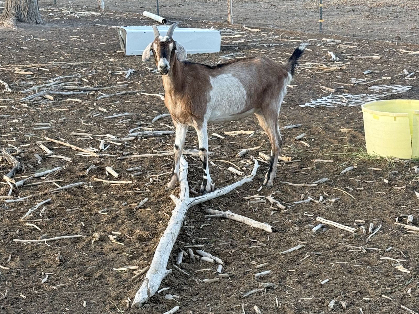 7 wethers for sale 