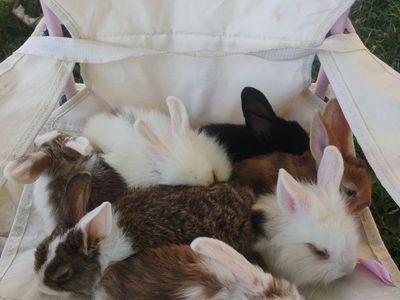 June babies (Bunnies) for sale to good homes