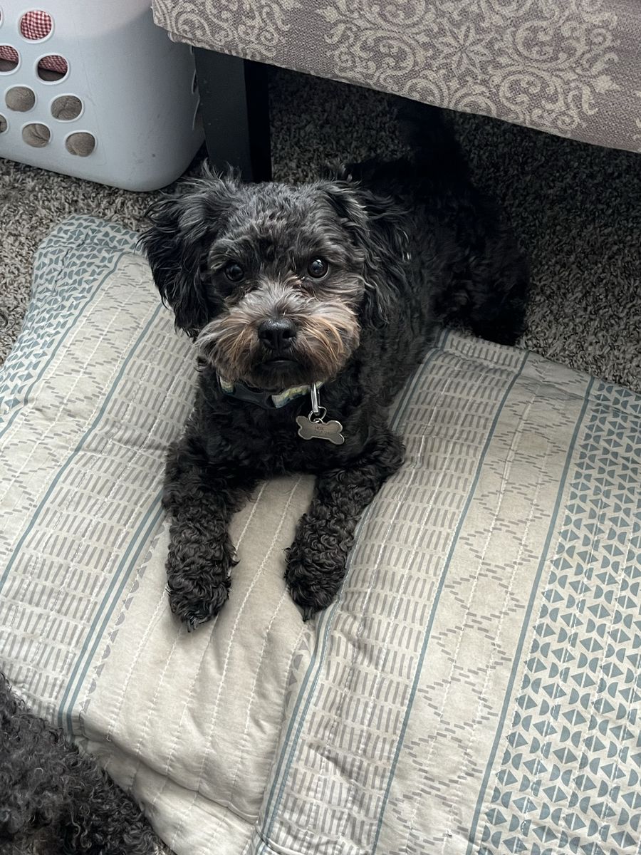2 yr old mini Maltipoo