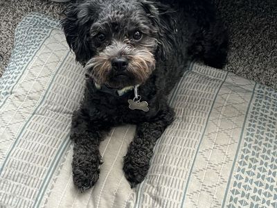 2 yr old mini Maltipoo