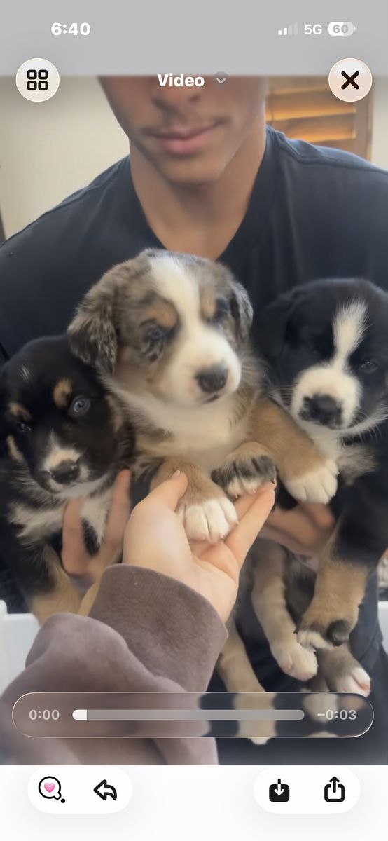 Puppies- Mini Aussie & Husky Mix