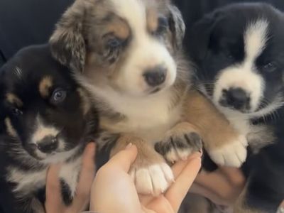 Puppies- Mini Aussie & Husky Mix