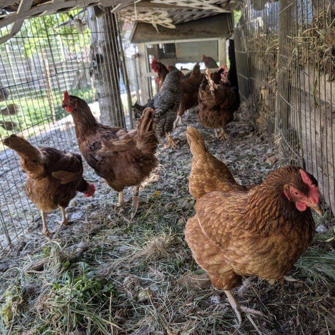 Laying hens