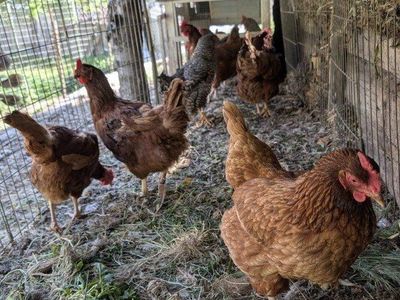 Laying hens
