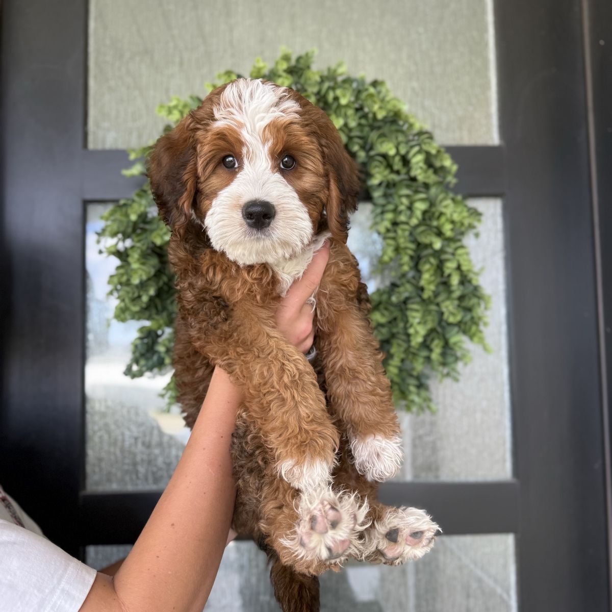 ISO Guardian Home For Bernedoodle Female
