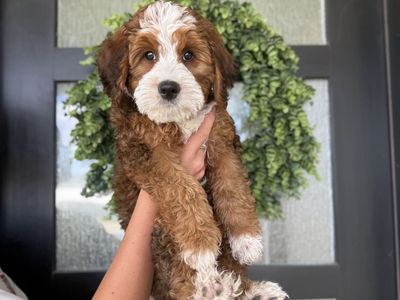 ISO Guardian Home For Bernedoodle Female