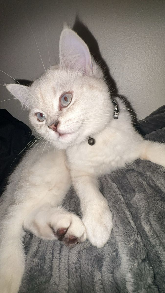 Stud Service Straight Scotty (asking $850)