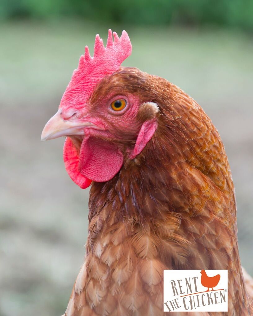 Chicken Coop Rental Egg Laying Hens