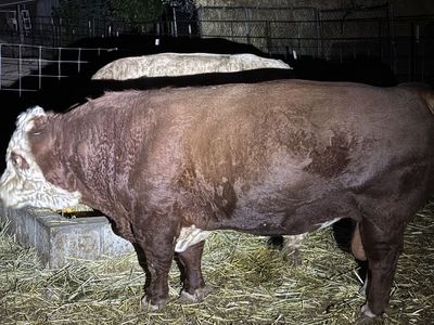 Purebred Mini Hereford Bull