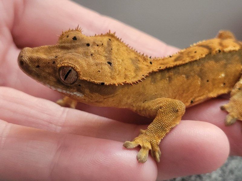 Baby Flame Dalmation Crested Gecko
