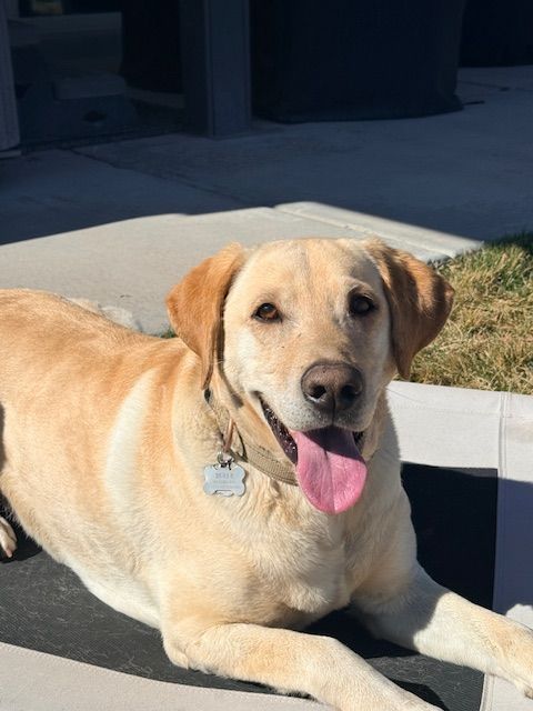 Yellow Lab Free to good home