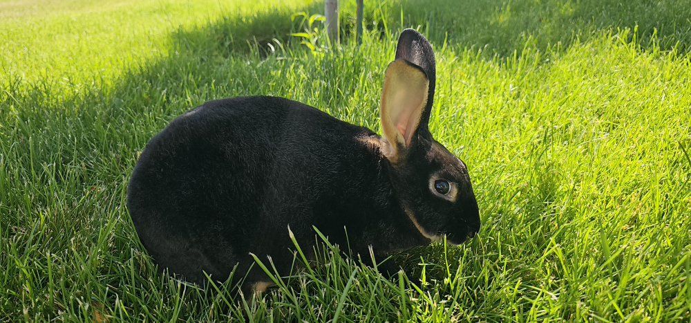 Black Otter Rex Buck