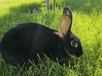Black Otter Rex Buck