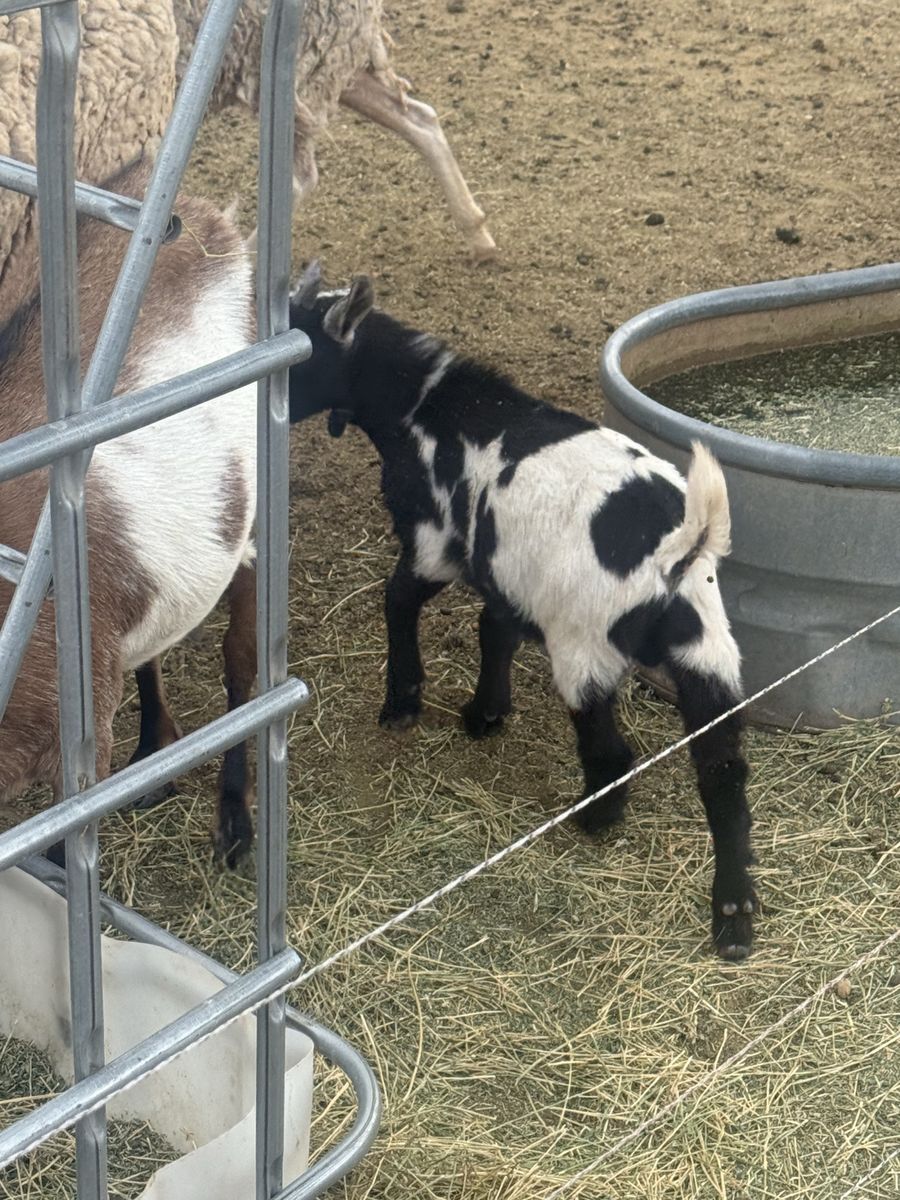 Black/white boar mix buckling