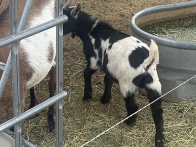 Black/white boar mix buckling
