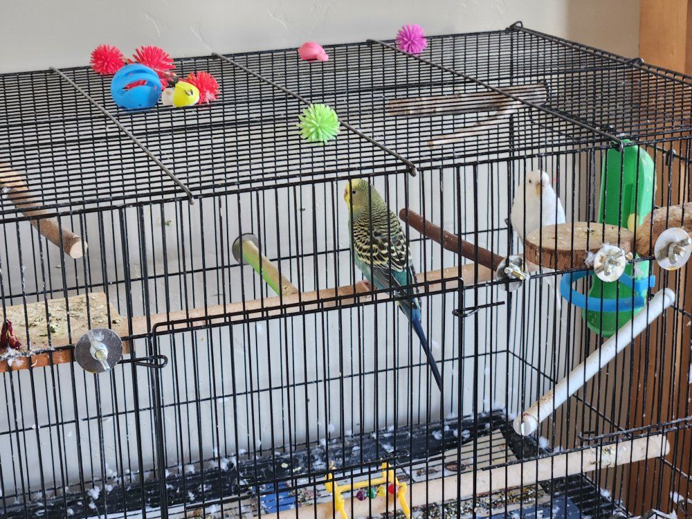 *pickup pending* Parakeets *free to a good home*
