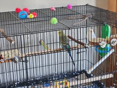 *pickup pending* Parakeets *free to a good home*