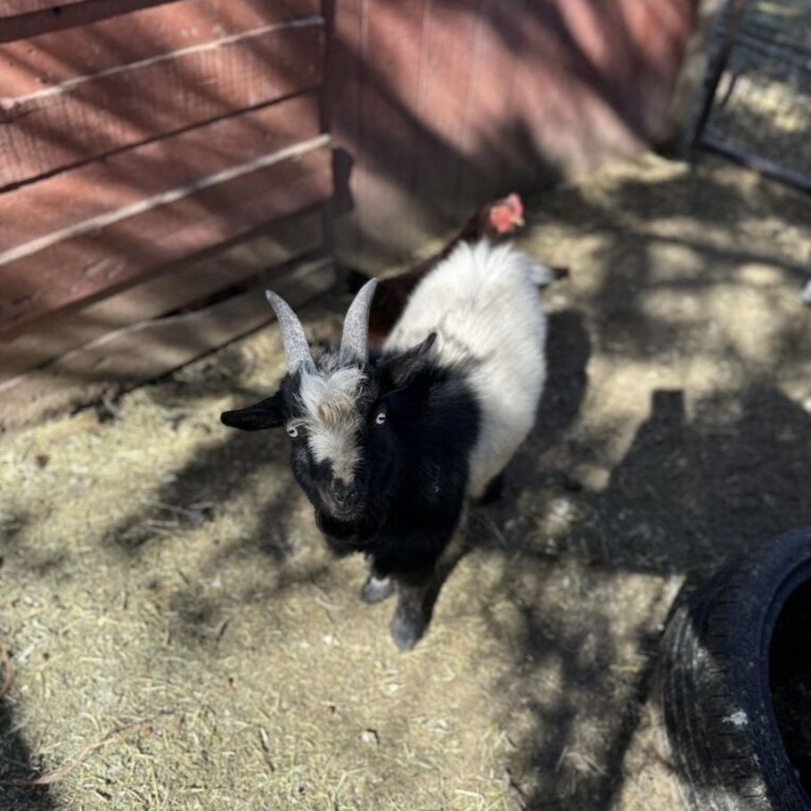 Nigerian Stud Goats FOR SALE!