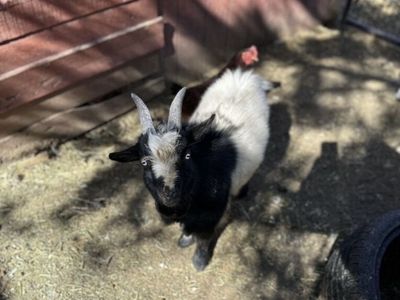 Nigerian Stud Goats FOR SALE!
