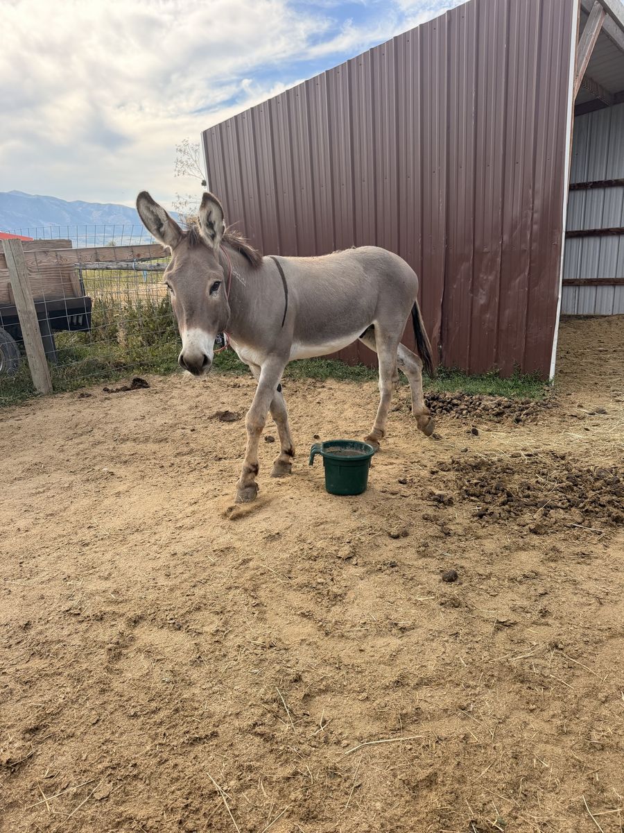 Friendly Gray Donkey - Farm Animal