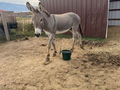 Friendly Gray Donkey - Farm Animal