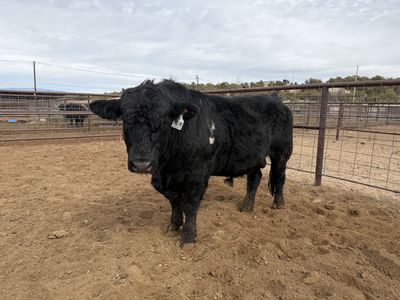 2 Year Old PB Simmental Bulls