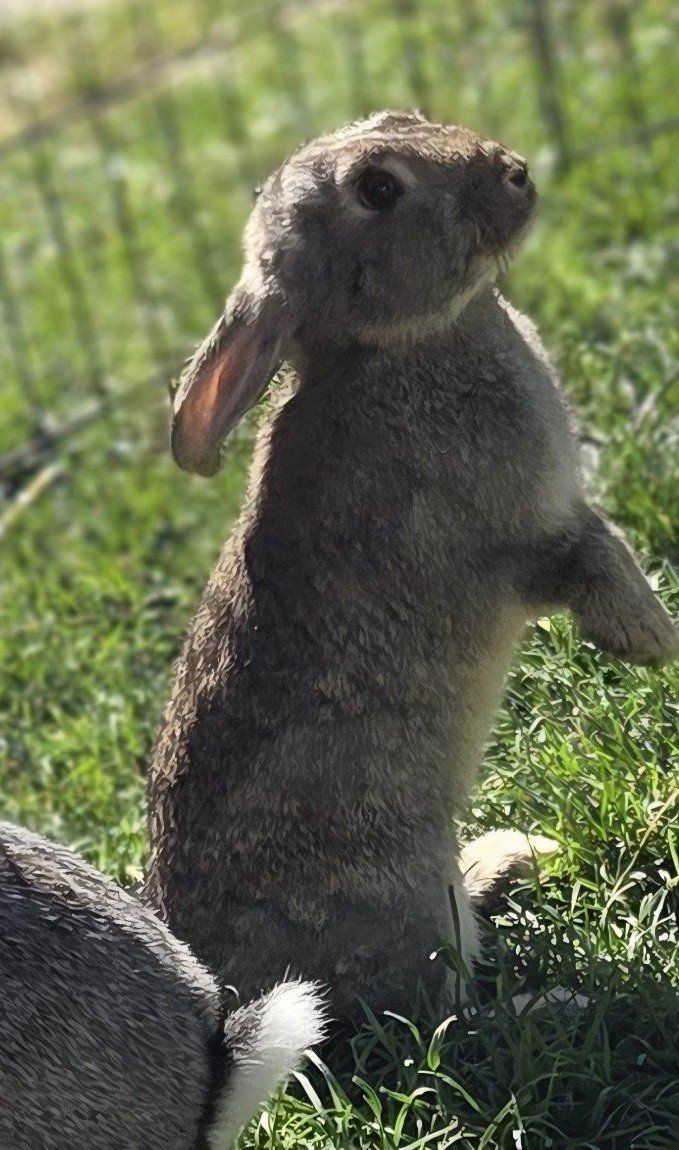 Feral Rescue Junior Doe Bunny Rabbit