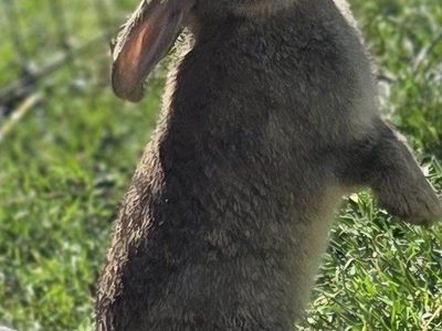 Feral Rescue Junior Doe Bunny Rabbit