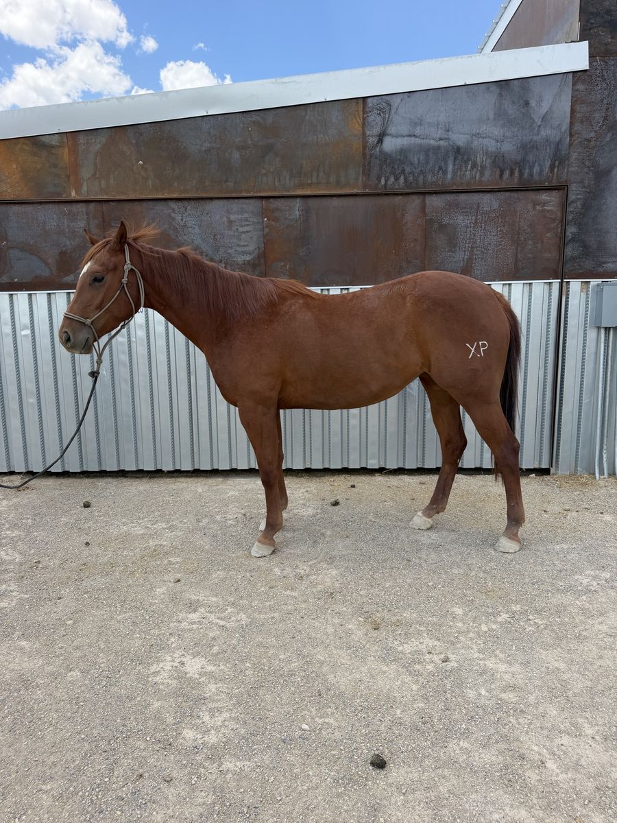 3 year old mare