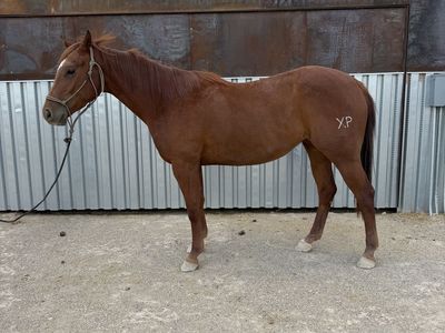 3 year old mare