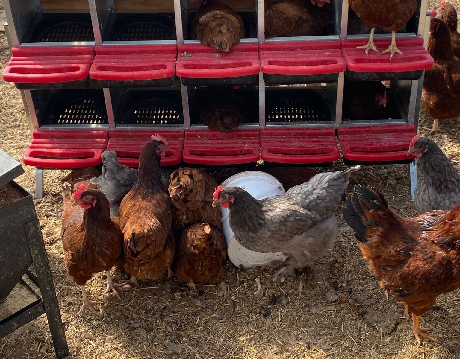 Amazing young Laying hens