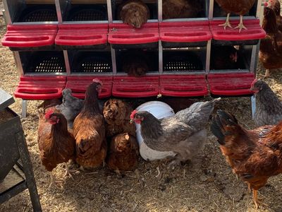 Amazing young Laying hens