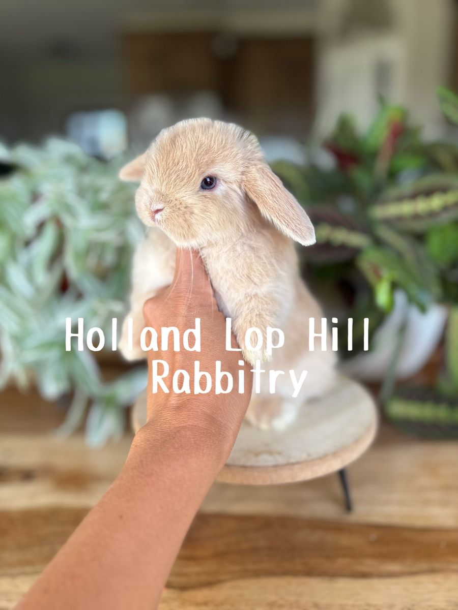 Purebred Holland Lop Baby Bunny - Blue Eyes