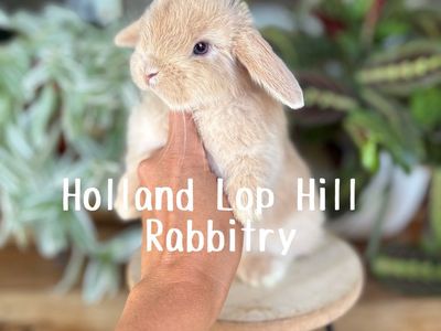 Purebred Holland Lop Baby Bunny - Blue Eyes