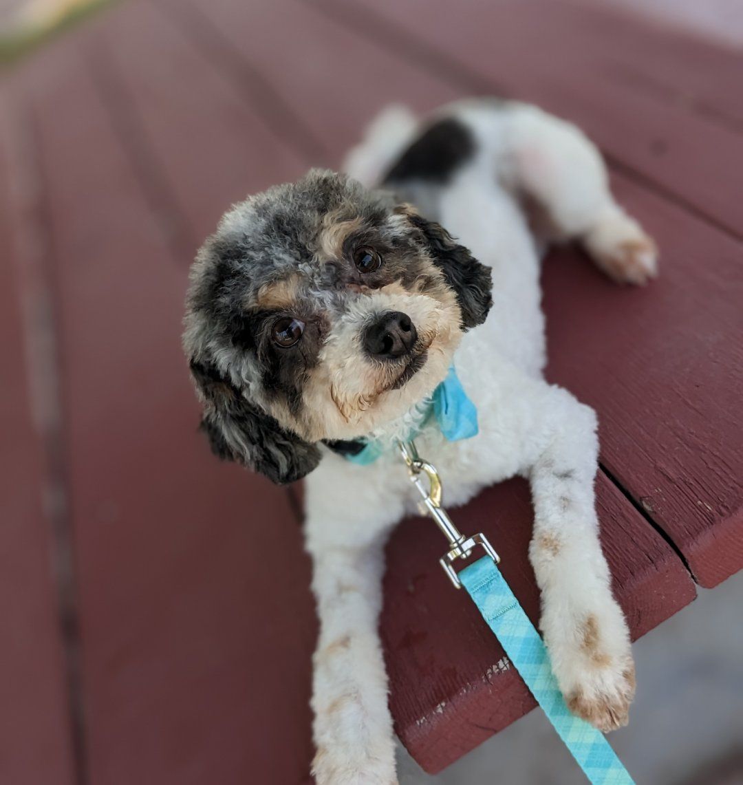 Loyal Adventure Buddy, Trained Toy Labradoodle, 9.5lbs, Neutered, 4 yrs old