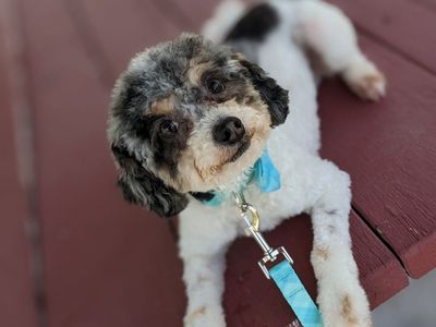 Loyal Adventure Buddy, Trained Toy Labradoodle, 9.5lbs, Neutered, 4 yrs old
