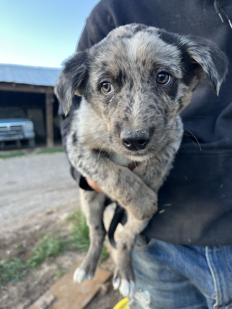 Boarder Collie Aussie Pups